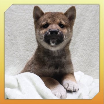 柴犬(標準サイズ)【岡山県・男の子・2025年9月17日・赤】の写真「●11月14日撮影●」