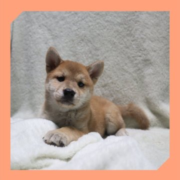 柴犬(標準サイズ)【岡山県・女の子・2025年6月8日・赤】の写真「●07月31日撮影●」