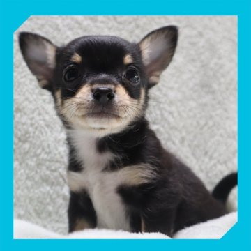 チワワ(スムース)【岡山県・男の子・2025年9月11日・ブラックタン&ホワイト】の写真「●10月30日撮影●」