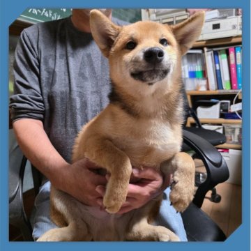 柴犬(標準サイズ)【岡山県・男の子・2025年6月12日・赤】の写真「●11月06日撮影●」