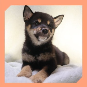 柴犬(標準サイズ)【岡山県・女の子・2025年8月16日・黒】の写真「●10月30日撮影●」