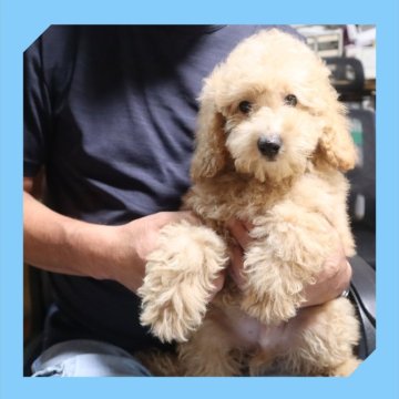 トイプードル(トイ)【岡山県・男の子・2025年5月14日・アプリコット】の写真「●BIGなボクです🐶●08月08日撮影●」