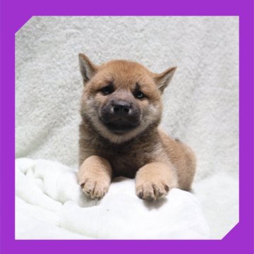 柴犬(標準サイズ)【岡山県・男の子・2025年7月25日・赤】の写真「●09月011日撮影●」