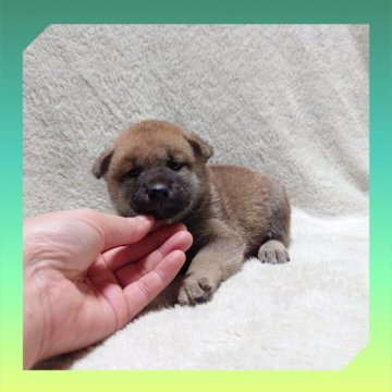 柴犬(標準サイズ)【岡山県・男の子・2025年5月20日・赤】の写真「●06月26日撮影●」