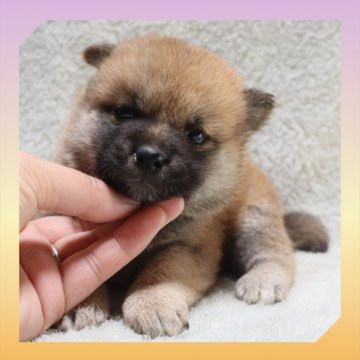 柴犬(標準サイズ)【岡山県・女の子・2025年9月17日・赤】の写真「●10月16日撮影●」