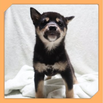 柴犬(標準サイズ)【岡山県・女の子・2025年8月16日・黒】の写真「●11月14日撮影●」