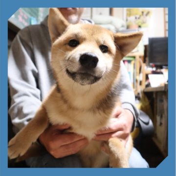 柴犬(標準サイズ)【岡山県・男の子・2025年6月12日・赤】の写真「●12月11日撮影●」