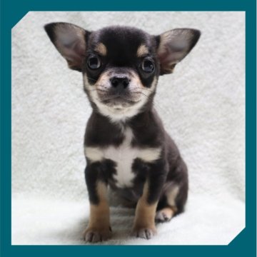 チワワ(スムース)【岡山県・男の子・2025年9月29日・ブラックタン&ホワイト】の写真「●12月11日撮影●」