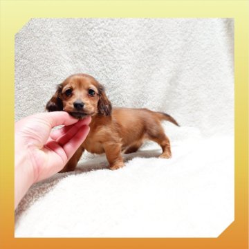 ミニチュアダックスフンド(ロング)【岡山県・女の子・2024年11月22日・レッド】の写真「●01月10日撮影📷´-●」