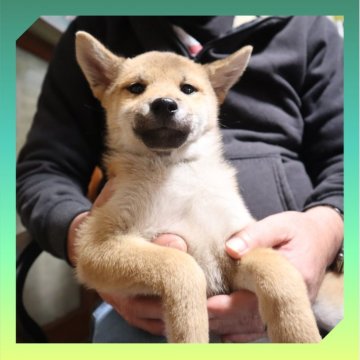 柴犬(標準サイズ)【岡山県・男の子・2025年8月24日・赤】の写真「●12月04日撮影●」