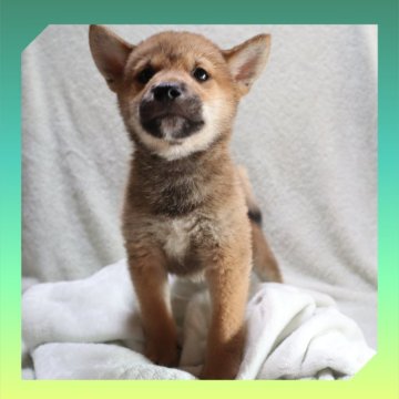 柴犬(標準サイズ)【岡山県・男の子・2025年8月24日・赤】の写真「●10月30日撮影●」