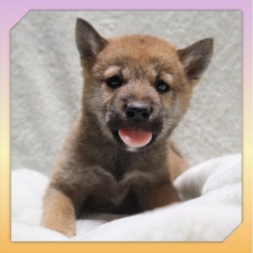 柴犬(標準サイズ)【岡山県・女の子・2025年9月29日・赤】の写真「●11月14日撮影●」