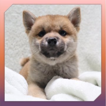 柴犬(標準サイズ)【岡山県・女の子・2025年9月17日・赤】の写真「●11月14日撮影●」