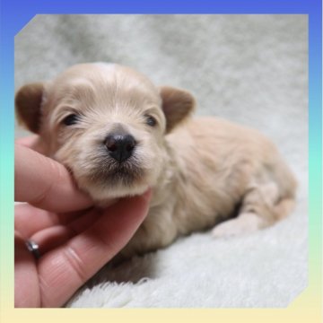 ●まるぷー●(マルチーズ×トイプードル)【岡山県・男の子・2025年11月20日・クリーム】の写真「●12月11日撮影●」