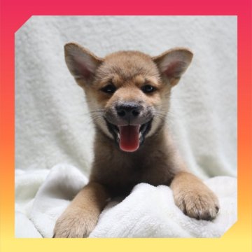柴犬(標準サイズ)【岡山県・女の子・2025年5月20日・赤】の写真「●07月31日撮影●」