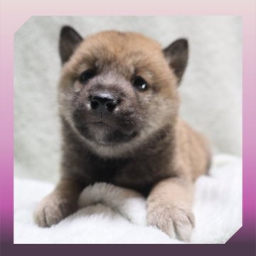 柴犬(標準サイズ)【岡山県・女の子・2025年9月29日・赤】の写真「●10月30日撮影●」