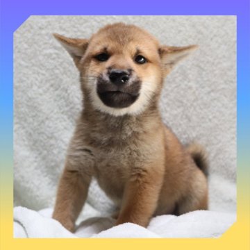 柴犬(標準サイズ)【岡山県・男の子・2025年8月24日・赤】の写真「●10月30日撮影●」