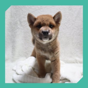 柴犬(標準サイズ)【岡山県・男の子・2025年6月8日・赤】の写真「●08月08日撮影●」
