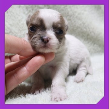 チワワ(ロング)【岡山県・男の子・2025年10月27日・ホワイト&レッド】の写真「●11月20日撮影●」