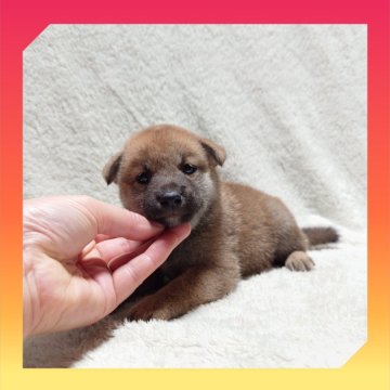 柴犬(標準サイズ)【岡山県・女の子・2025年5月20日・赤】の写真「●06月26日撮影●」