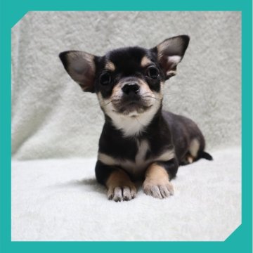 チワワ(スムース)【岡山県・男の子・2025年9月29日・ブラックタン&ホワイト】の写真「●12月18日撮影●」