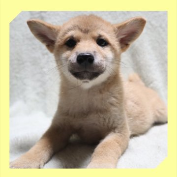 柴犬(標準サイズ)【岡山県・女の子・2025年7月25日・赤】の写真「●10月23日撮影●」