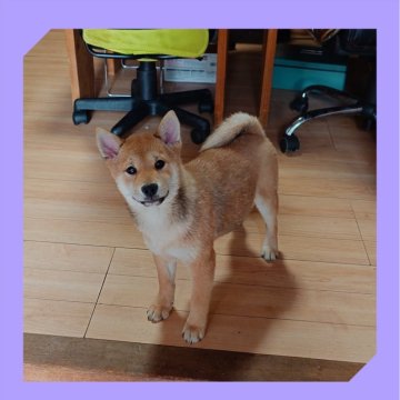 柴犬(標準サイズ)【岡山県・男の子・2024年10月6日・赤】の写真「●01月23日撮影●」