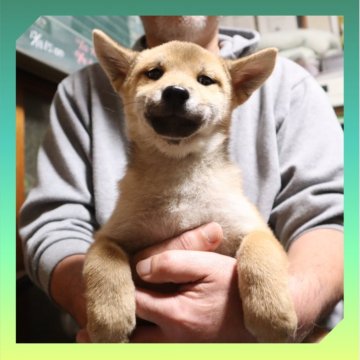 柴犬(標準サイズ)【岡山県・男の子・2025年8月24日・赤】の写真「●12月11日撮影●」