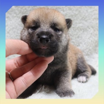 柴犬(標準サイズ)【岡山県・男の子・2025年9月29日・赤】の写真「●10月16日撮影●」