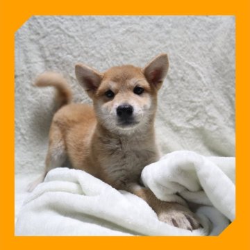 柴犬(標準サイズ)【岡山県・女の子・2025年6月8日・赤】の写真「●08月28日撮影●」