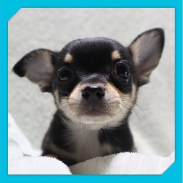 チワワ(スムース)【岡山県・男の子・2025年9月11日・ブラックタン&ホワイト】の写真「●11月14日撮影●」