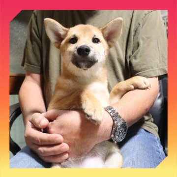 柴犬(標準サイズ)【岡山県・女の子・2025年5月20日・赤】の写真「●09月25日撮影●」
