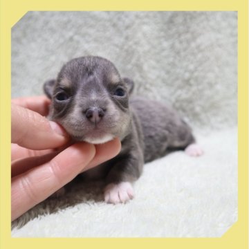 チワワ(ロング)【岡山県・女の子・2025年11月20日・ブルータン&ホワイト】の写真「●12月04日撮影●」