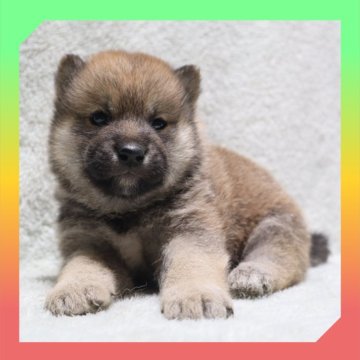 柴犬(標準サイズ)【岡山県・男の子・2025年9月17日・赤】の写真「●10月16日撮影●」