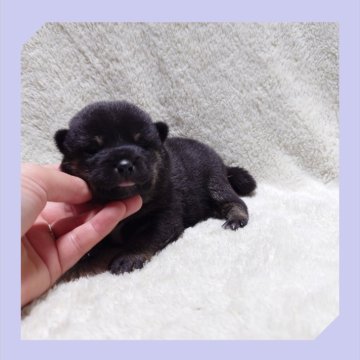 柴犬(標準サイズ)【岡山県・男の子・2025年6月12日・黒】の写真「●06月26日撮影●」