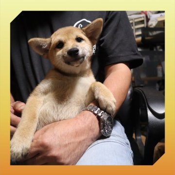 柴犬(標準サイズ)【岡山県・女の子・2025年5月20日・赤】の写真「●09月04日撮影●お値段交渉可能です🙆‍♀️●」
