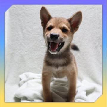 柴犬(標準サイズ)【岡山県・男の子・2025年8月24日・赤】の写真「●11月14日撮影●」