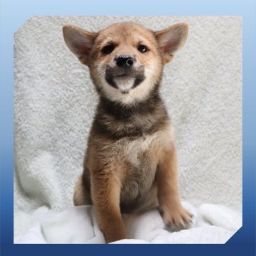 柴犬(標準サイズ)【岡山県・男の子・2025年8月24日・赤】の写真「●10月30日撮影●」