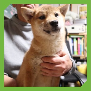 柴犬(標準サイズ)【岡山県・男の子・2025年6月8日・赤】の写真「●12月11日撮影●」