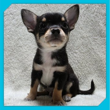 チワワ(スムース)【岡山県・男の子・2025年9月11日・ブラックタン&ホワイト】の写真「●11月06日撮影●」