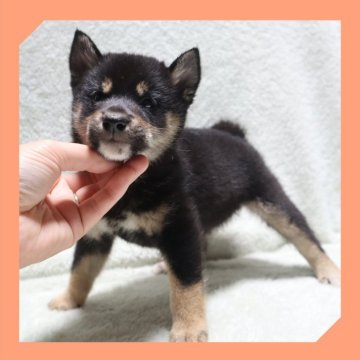 柴犬(標準サイズ)【岡山県・女の子・2025年8月16日・黒】の写真「●10月16日撮影●」
