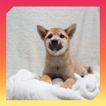 柴犬(標準サイズ)【岡山県・女の子・2025年5月20日・赤】の写真「●08月21日撮影●お値段交渉可能です🙆‍♀️●」