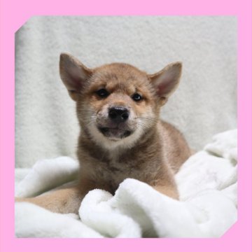 柴犬(標準サイズ)【岡山県・女の子・2025年6月12日・赤】の写真「●08月21日撮影●」
