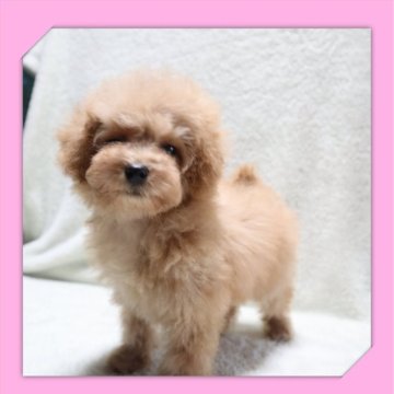 トイプードル(トイ)【岡山県・女の子・2024年9月16日・アプリコット】の写真「●断尾していません🐶●12月05日撮影●」