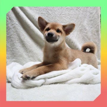 柴犬(標準サイズ)【岡山県・女の子・2025年5月20日・赤】の写真「●08月28日撮影●お値段交渉可能です🙆‍♀️●」
