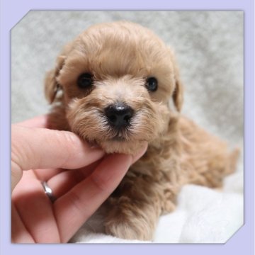 ●まるぷー●(マルチーズ×トイプードル)【岡山県・男の子・2025年10月21日・アプリコット】の写真「●11月27日撮影●」