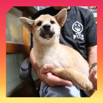 柴犬(標準サイズ)【岡山県・女の子・2025年5月20日・赤】の写真「●09月04日撮影●お値段交渉可能です🙆‍♀️●」