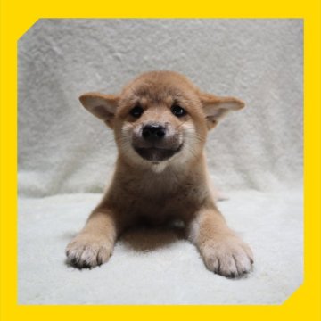 柴犬(標準サイズ)【岡山県・女の子・2025年7月25日・赤】の写真「●10月02日撮影●」
