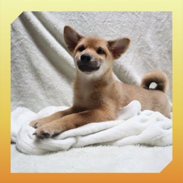 柴犬(標準サイズ)【岡山県・女の子・2025年5月20日・赤】の写真「●08月28日撮影●お値段交渉可能です🙆‍♀️●」