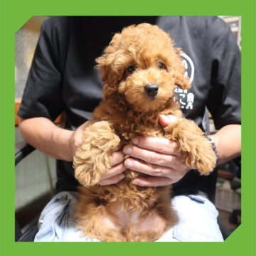 トイプードル(トイ)【岡山県・男の子・2025年6月11日・レッド】の写真「●09月04日撮影●」